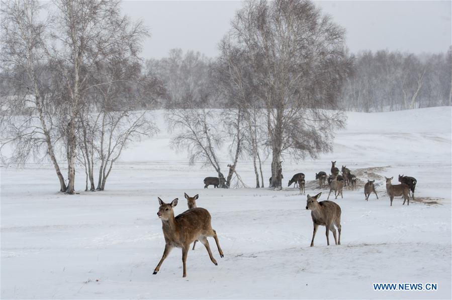 #CHINA-INNER MONGOLIA-ANIMALS-DEER (CN)