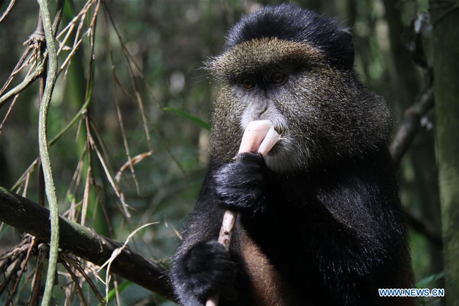 RWANDA-VOLCANOES NATIONAL PARK-GOLDEN MONKEY