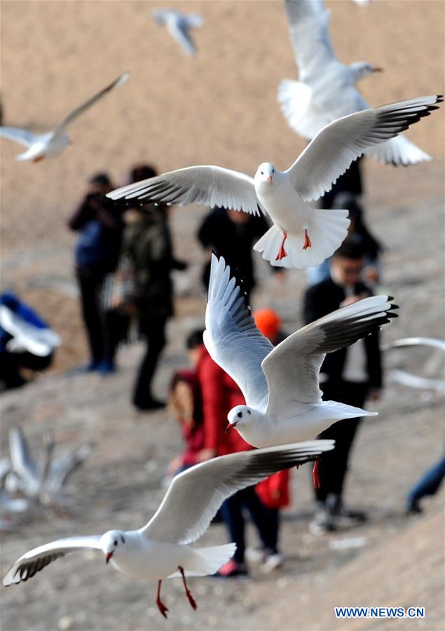 CHINA-QINGDAO-WINTER-SEA GULL (CN)