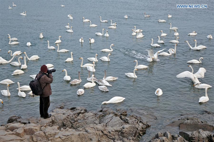 #CHINA-SHANDONG-RONGCHENG-SWANS (CN)