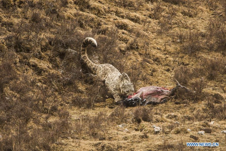 CHINA-QINGHAI-BIOLOGICAL DIVERSITY-SNOW LEOPARD (CN)