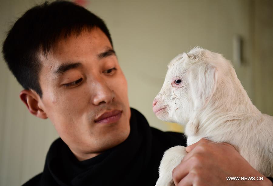 CHINA-SHAANXI-ANKANG-GOAT BREEDING (CN)