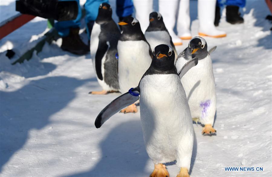 CHINA-HARBIN-PENGUIN (CN)