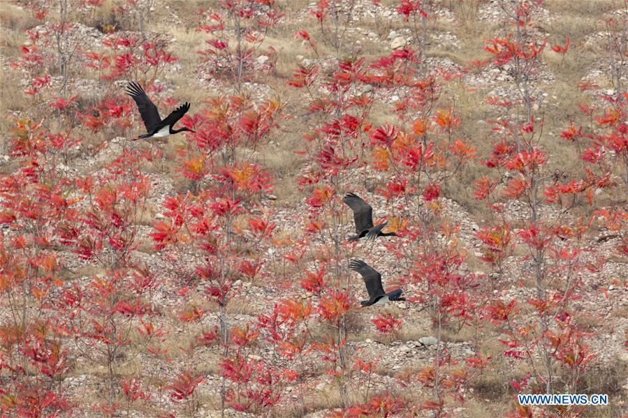 #CHINA-BEIJING-MIYUN RESERVOIR-BLACK STORKS (CN*)