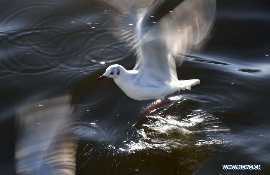 CHINA-YUNNAN-BLACK-HEADED GULLS (CN)