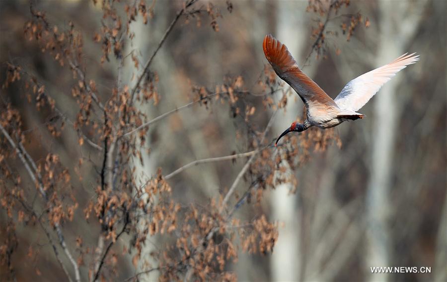 CHINA-SHAANXI-WILD CRESTED IBIS (CN)