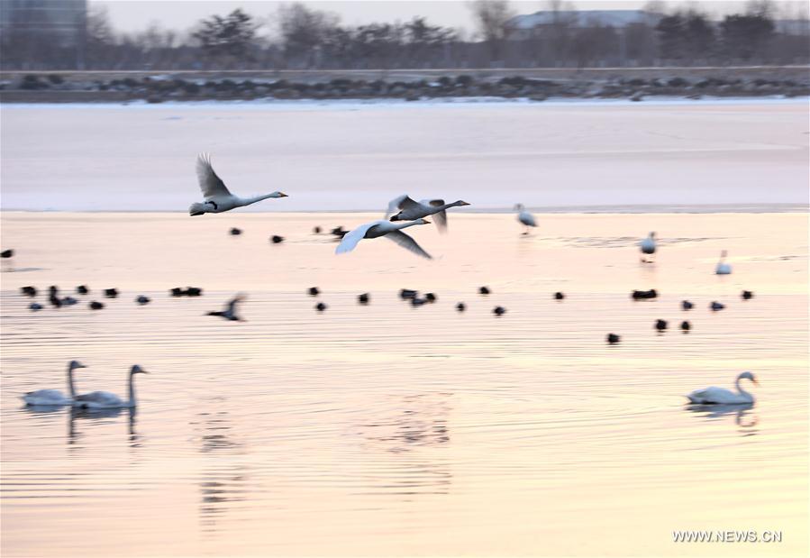 #CHINA-SHANDONG-RONGCHENG-SWAN (CN)