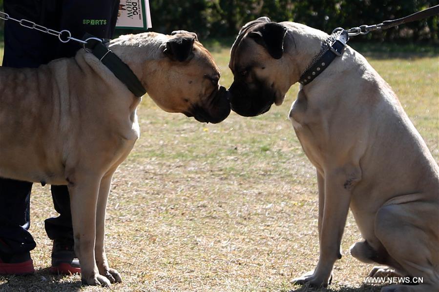 PAKISTAN-ISLAMABAD-DOG SHOW