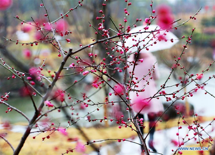 #CHINA-FLOWERS IN THE RAIN-SCENERY (CN)