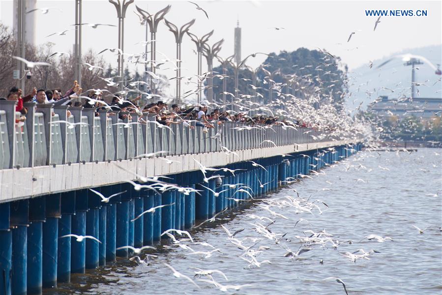 CHINA-KUNMING-ENVIRONMENT-BLACK-HEADED GULLS (CN)