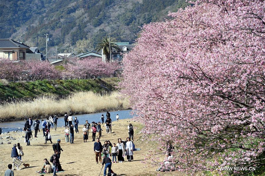 JAPAN-SHIZUOKA-CHERRY BLOSSOMS