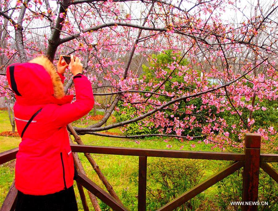 CHINA-SHANGHAI-CHERRY BLOSSOMS-FESTIVAL (CN)