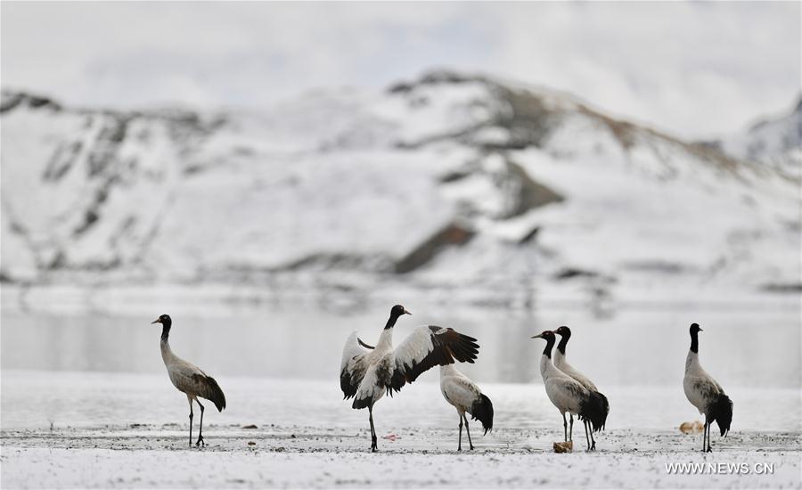 CHINA-TIBET-BLACK-NECKED CRANES (CN)