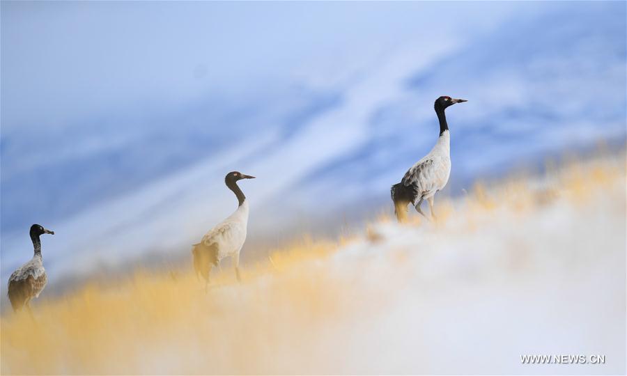 CHINA-TIBET-BLACK-NECKED CRANES (CN)