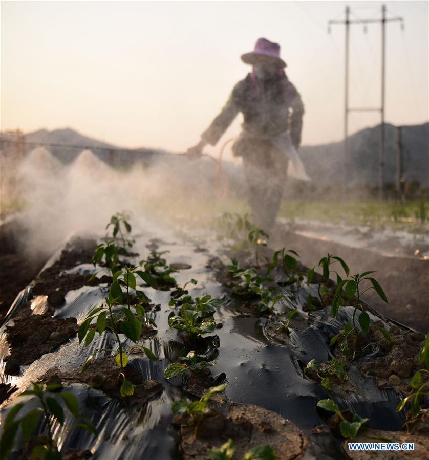 #CHINA-FARM WORK(CN)