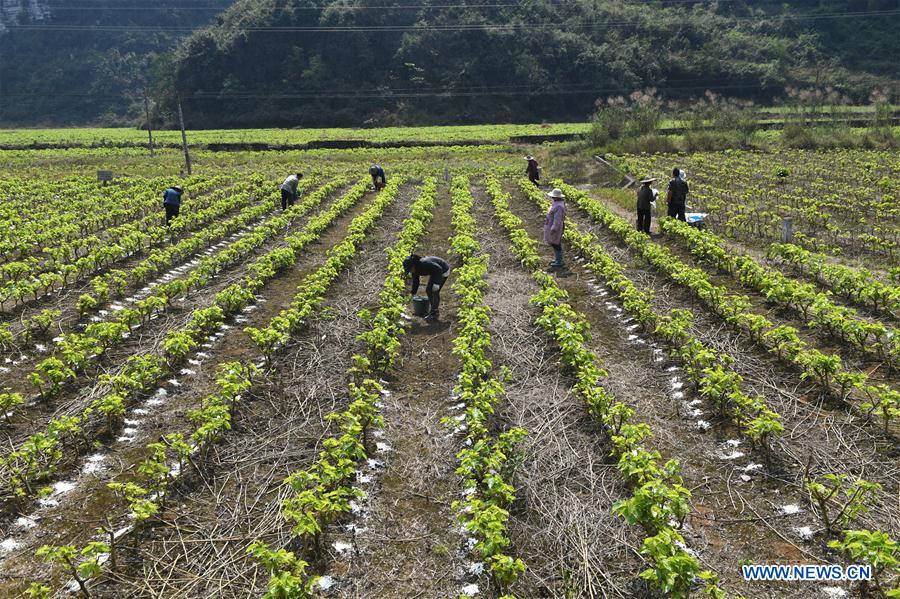 #CHINA-FARM WORK(CN)