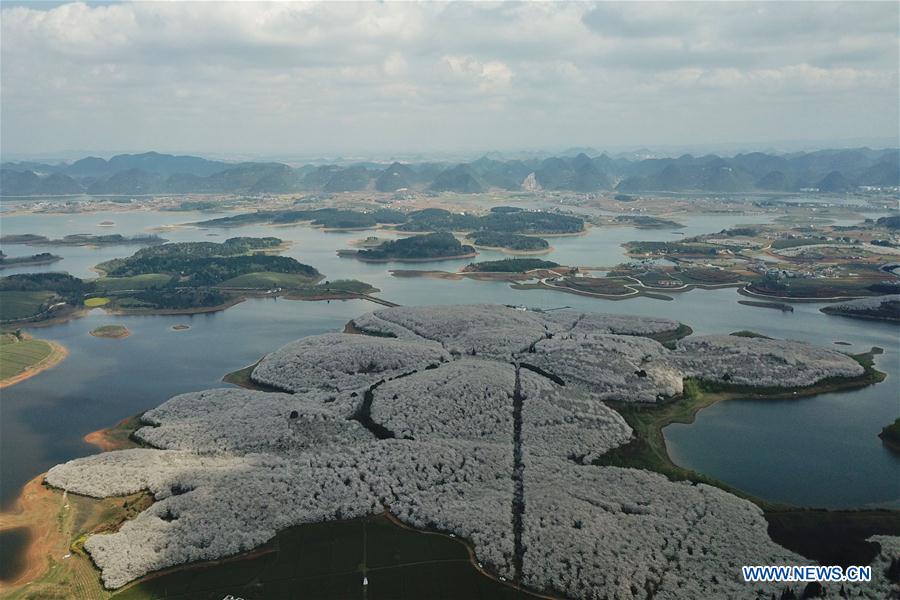 CHINA-GUIZHOU-CHERRY BLOSSOM-TOURISM (CN)