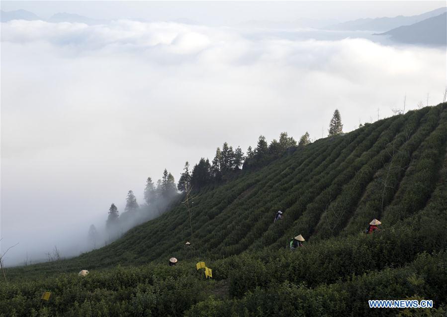 #CHINA-SPRING-TEA GARDEN (CN)