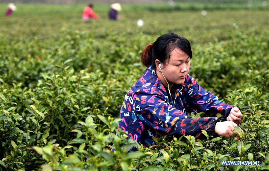 CHINA-SHAANXI-TEA HARVEST (CN)