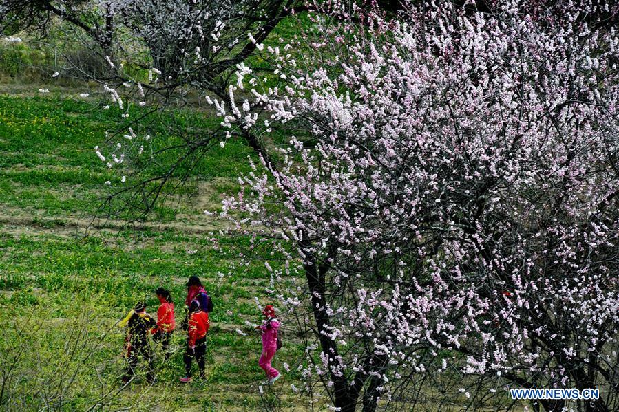 CHINA-TIBET-NYINGCHI-SCENERY(CN)