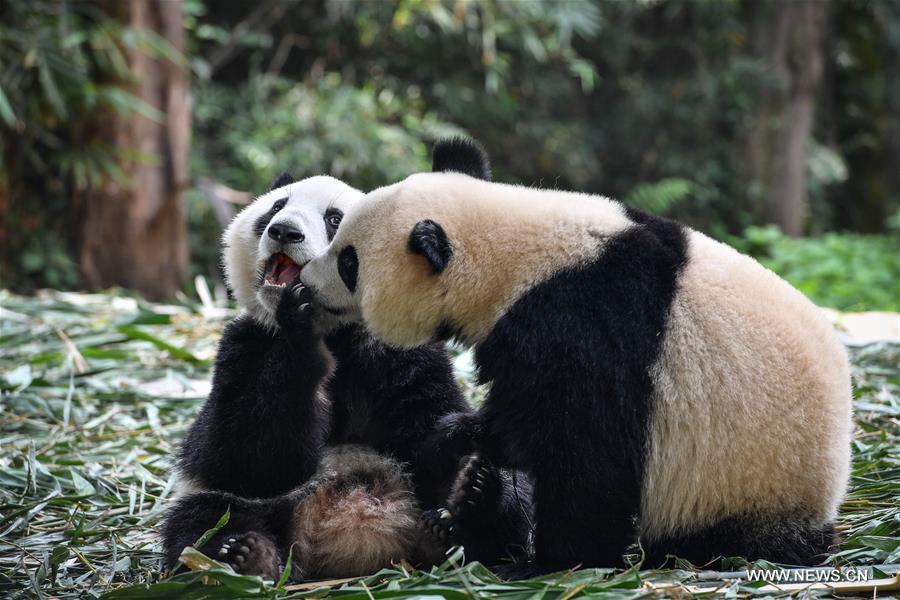 CHINA-GUANGZHOU-GIANT PANDA TWINS (CN)