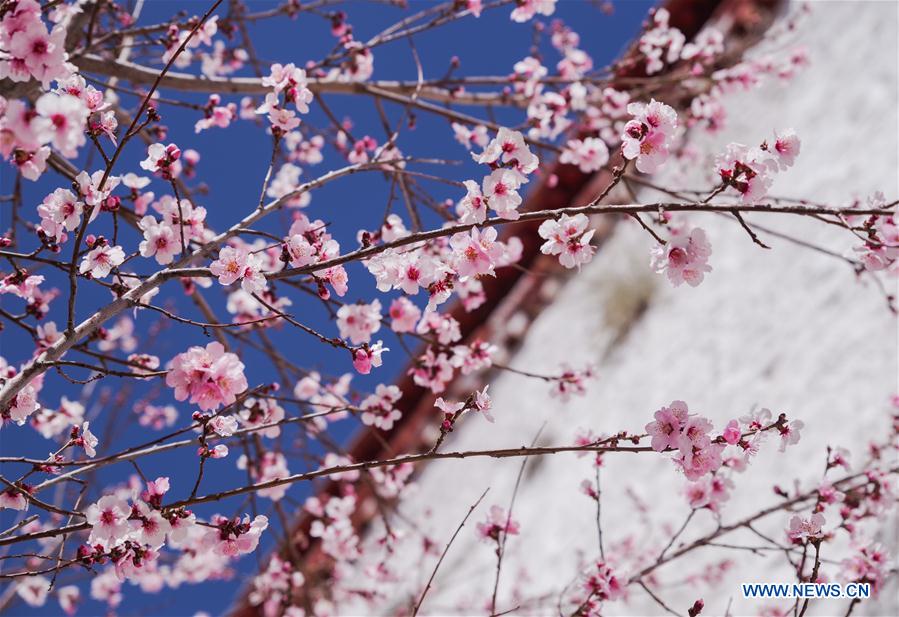 CHINA-TIBET-MONASTERY-FLOWER(CN)