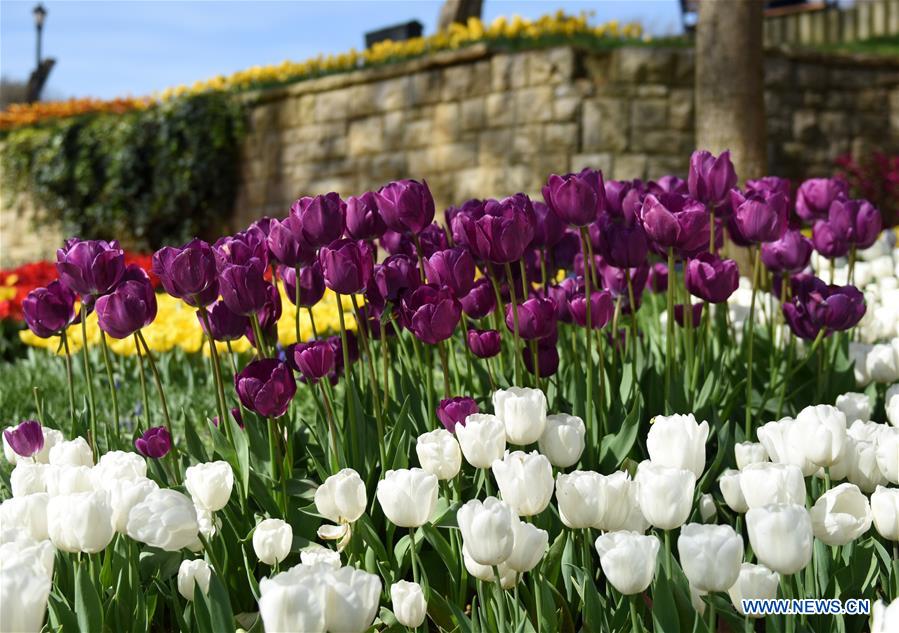 TURKEY-ISTANBUL-EMIRGAN PARK-TULIPS