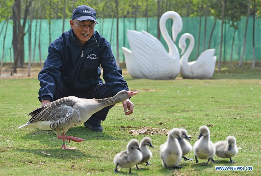 CHINA-JIANGXI-WILD GOOSE-OLD MAN-ATTACHMENT (CN)