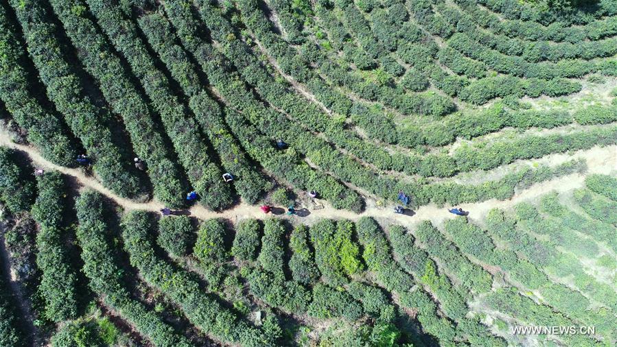 CHINA-NANCHANG-TEA PRODUCTION (CN)