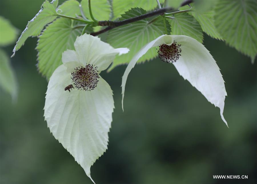 #CHINA-CHINESE DOVE TREE-FLOWERS (CN)