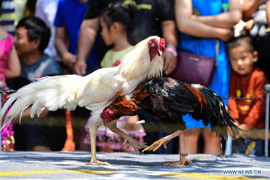 CHINA-YUNNAN-COCKFIGHT (CN)