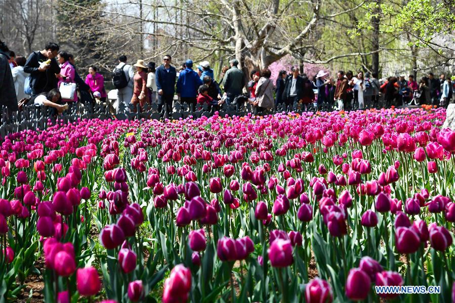 CHINA-SHANDONG-QINGDAO-FLOWER APPRECIATION (CN)