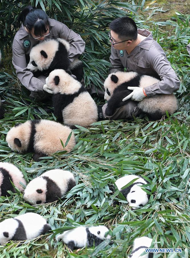 CHINA-SICHUAN-PANDA CENTER-CONSERVATION-RESTORATION (CN)