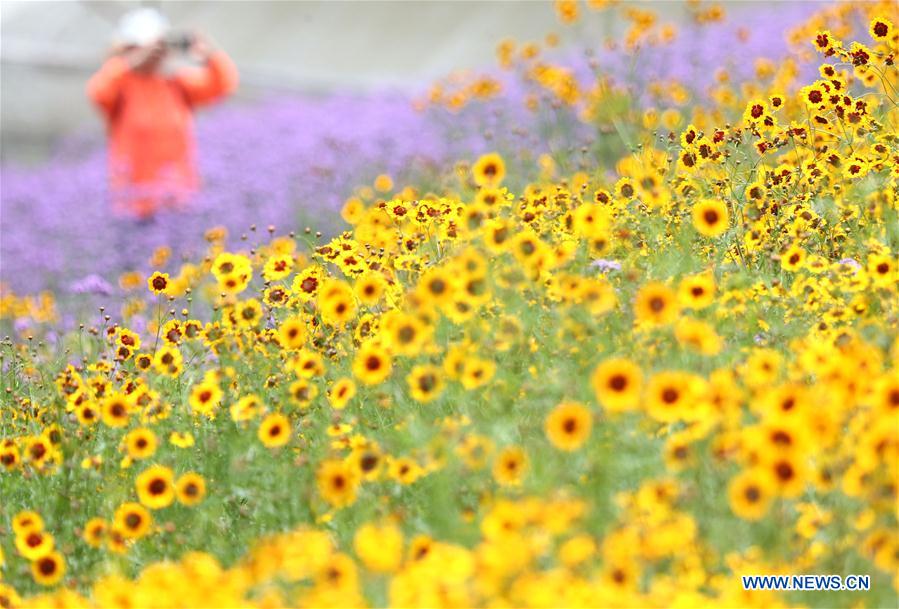 CHINA-NANNING-FLOWER (CN)