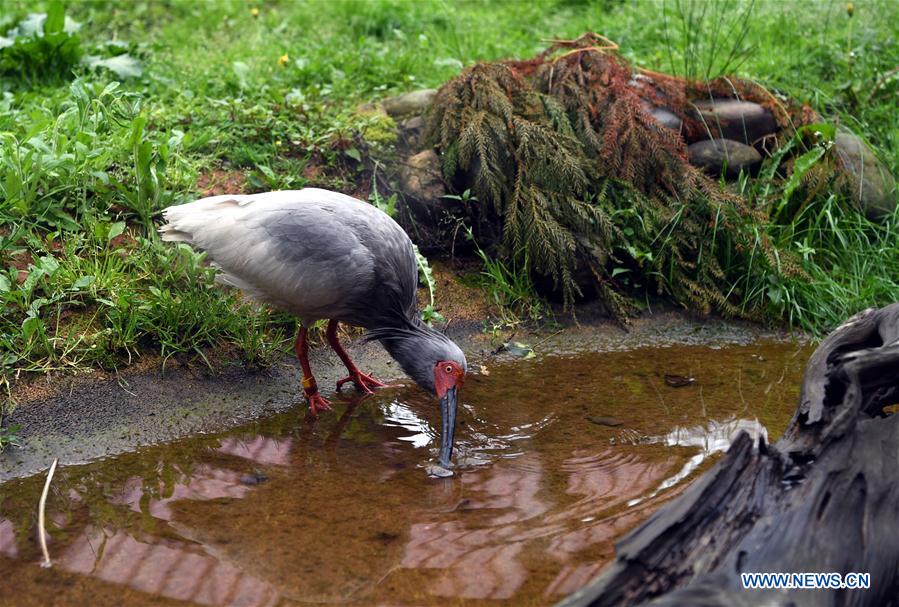 JAPAN-SADO ISLAND-CRESTED IBISES-FEATURE