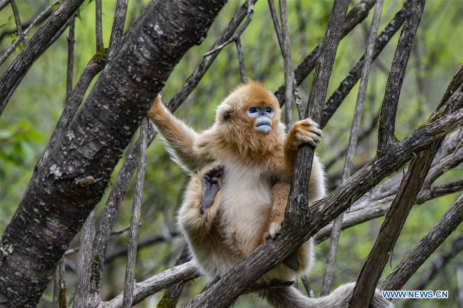 CHINA-HUBEI-SHENNONGJIA-GOLDEN MONKEY (CN)