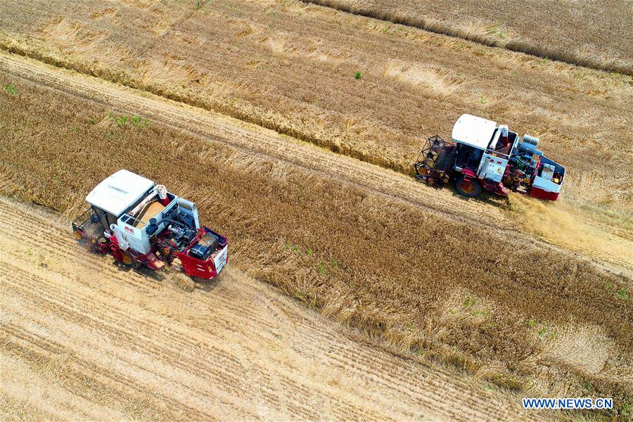 #CHINA-WHEAT-HARVEST (CN)