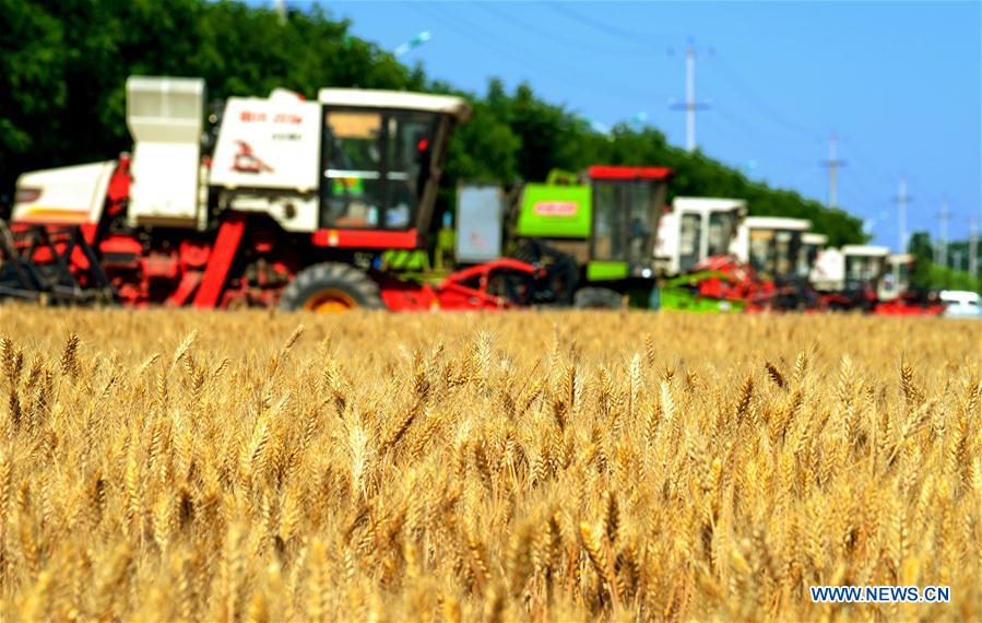 CHINA-HEBEI-WHEAT HARVEST(CN)