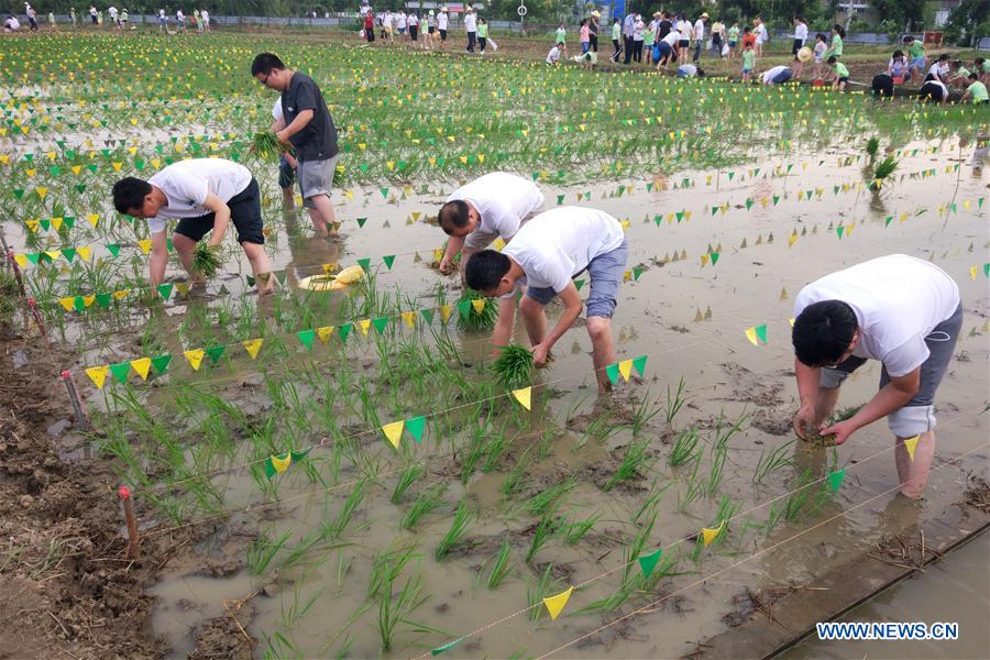 #CHINA-JIANGSU-RICE SEEDLING TRANSPLANTING (CN)