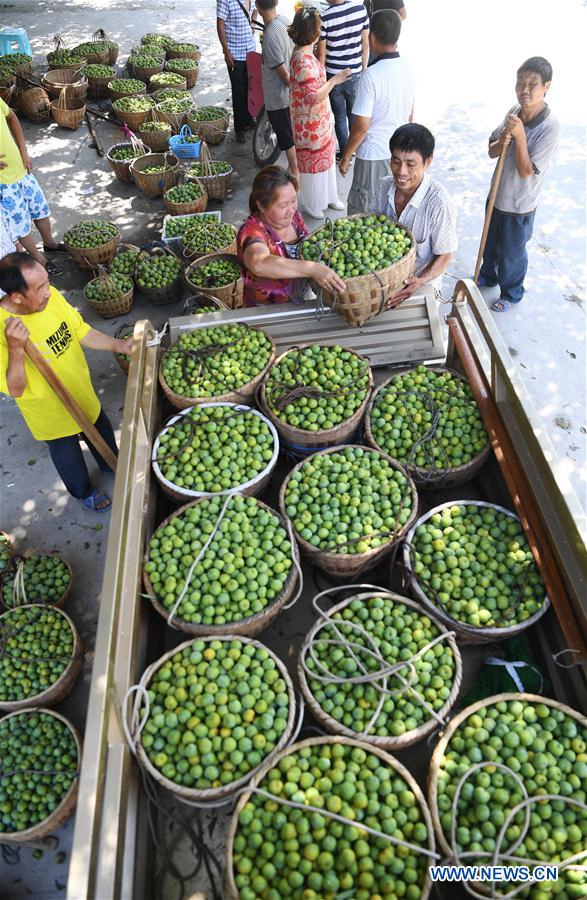 CHINA-CHONGQING-PLUM HARVEST (CN)