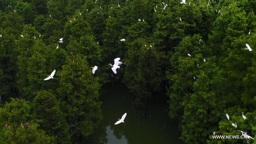 CHINA-ANHUI-EGRETS(CN)