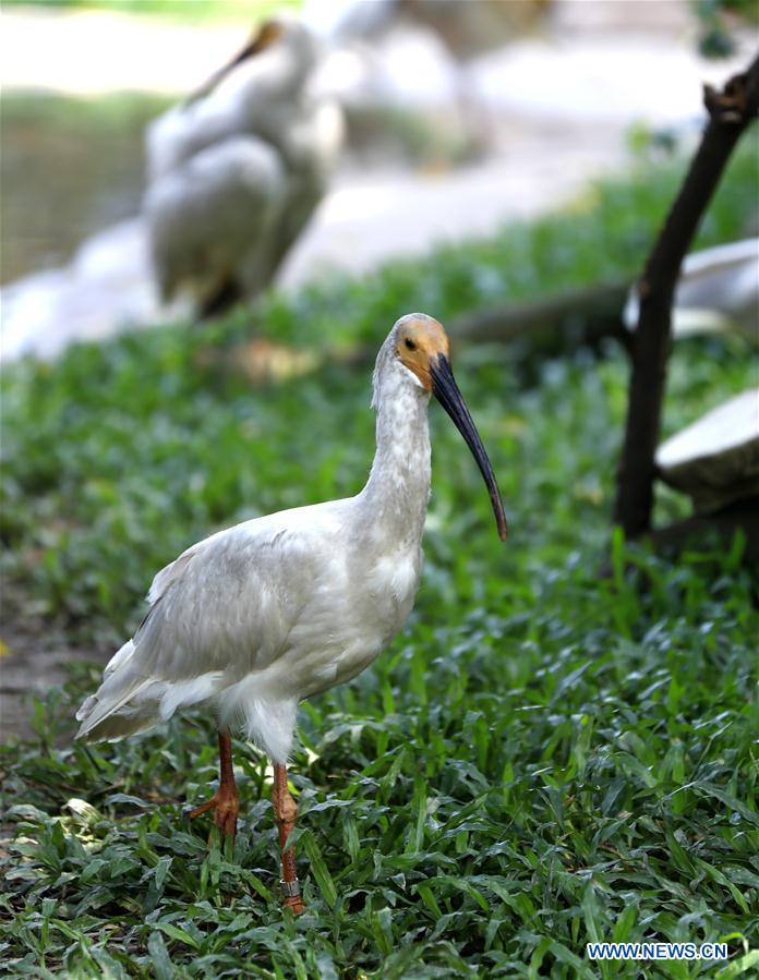 CHINA-GUANGDONG-CRESTED IBIS-NEWBORNS (CN)