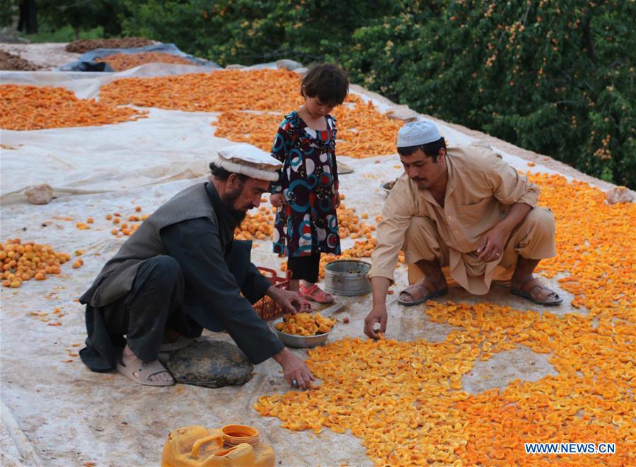 AFGHANISTAN-BAMIYAN-APRICOT FIELD