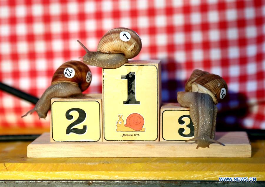 CROATIA-BENKOVAC-SNAIL RACE CHAMPIONSHIP