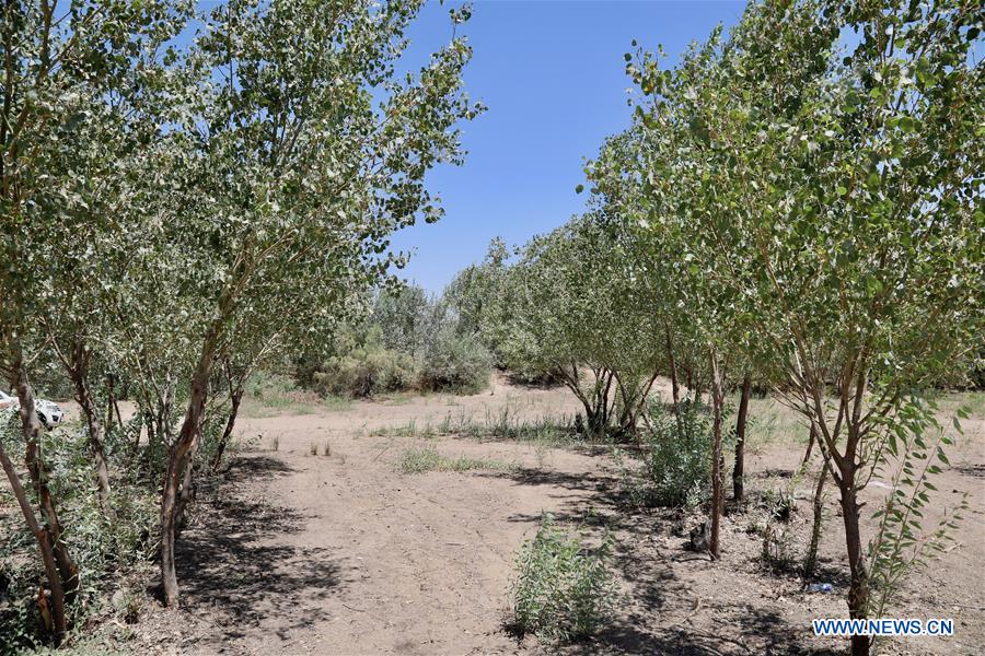 IRAQ-BAGHDAD-FIGHTING DESERTIFICATION