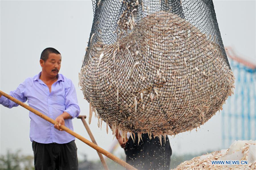 #CHINA-JIANGSU-SHORTJAW TAPERTAIL ANCHOVY-HARVEST (CN)