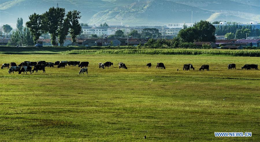 CHINA-SHANXI-HULIUHE WETLAND-SCENERY (CN)