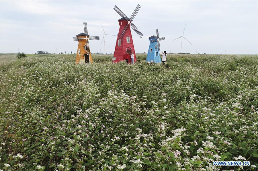 CHINA-SHAANXI-DINGBIAN-BUCKWHEAT FLOWER(CN)