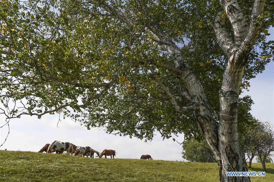 #CHINA-INNER MONGOLIA-GRASSLAND-AUTUMN SCENERY(CN)