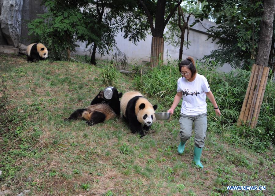 CHINA-SHAANXI-PANDA CUBS (CN)